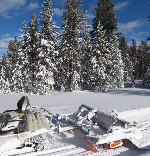 Yellowstone "Ginzugroomer"