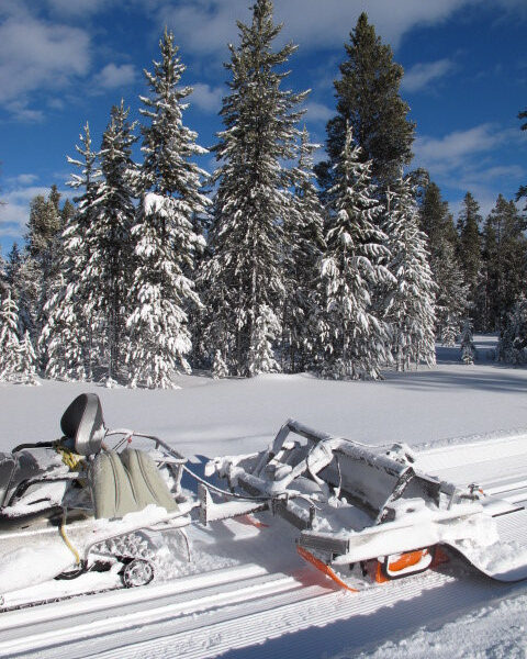 Yellowstone "Ginzugroomer"