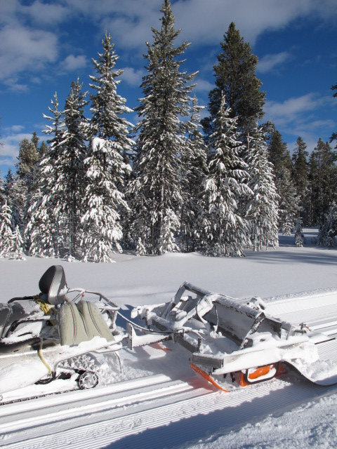 Yellowstone "Ginzugroomer"